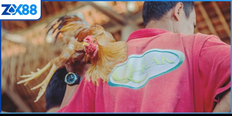 Thủ thuật đá gà Philippines cực chi tiết